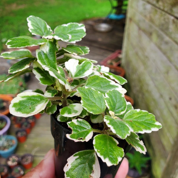 Swedish Ivy variegated (Plectranthus verticillatus)