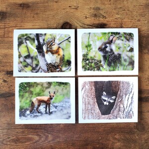 Petites cartes de vœux l Lot de 4 l Tamia de l'Est l Renard rex l Raton laveur à queue blanche