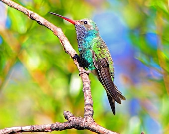 Southwest Hummingbird