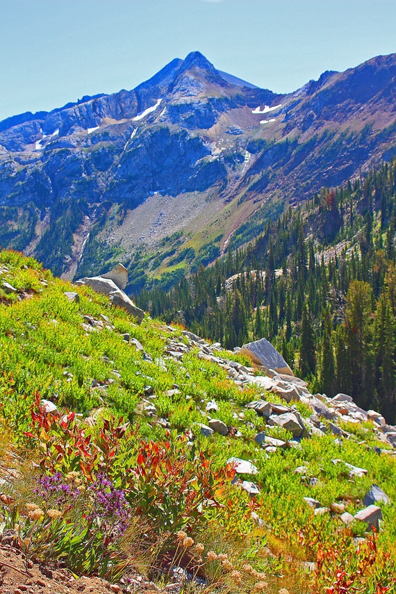 Of Meadows and Mountains Eagle Cap Oregon Wallowa Forest