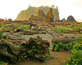 Olympic National Park Beach - Washington State