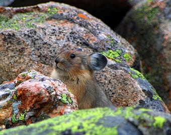 Industrious Scamp - Pika  Cloud Peak  Wyoming  Bighorn National Forest wildlife wilderness backcountry mountains photo photography picture