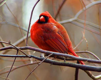 Winter Cardinal