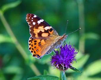 Carefree and Colorful - Butterfly, Avalon Peninsula, Newfoundland