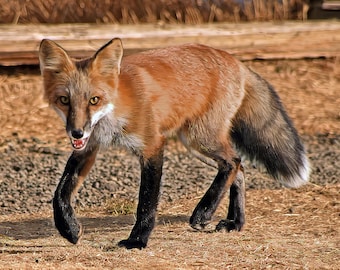 Lil Red Fox - fox red fox curious wildlife wildlife fox Washington State Cattle Point San Juan Island Islands photo photography picture
