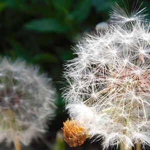 Make a Wish Digital Download