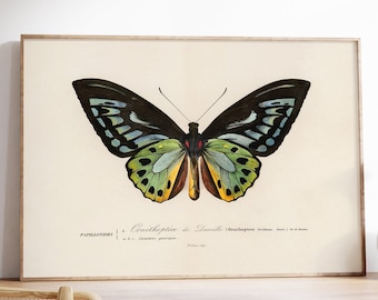 Vlinder antieke print, Victoriaanse muur decor, groen blauwe Birdwing vintage poster, natuurlijke historie kunst, afdrukbare kunst, licht Academia decor