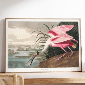 Stampa vittoriana Spatola rosata, Poster di John James Audobon, Arte storica degli uccelli, Fauna selvatica rosa, Pagina del libro illustrazioni, Disegno vintage