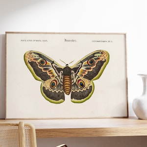 Impresión de mariposa sabia, arte de pared de mariposas vintage, lienzo de polilla rústica, decoración de granja, decoración de aula de naturaleza, regalo de arte digital imprimible