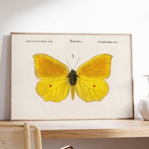 Antique Yellow Butterfly Print, Butterflies Wall Art, Victorian Decor, Digital Download, Printable Insect Poster, Nature Canvas, Gift Idea