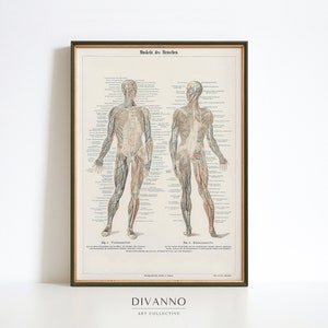 Poster Menschlicher Körper, Muskulatur System Enzyklopädie Druck, Home Schooling Wandkunst, Anatomie Diagramm Leinwand, medizinische Kunst, Klassenzimmer Wanddekor