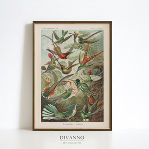 Wilde Vögel Poster, Ernst Haeckel, Vintage Natur inspirierte Kunst, Klassenzimmer Dekor, bunte sensorische Wandkunst, pädagogische Leinwand, printable