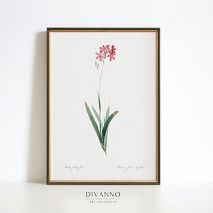 Antieke maïs lelie poster, weide kunst decor, roze bloemen kunst aan de muur, zomer tuin canvas, bloem decor, vintage school kunst, botanische print