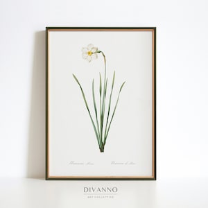 Antique Daffodil Print, Farmhouse Decor, Spring Floral Wall Art, Garden Canvas, Flower Decor, Vintage School Botanical Poster, Minimalist