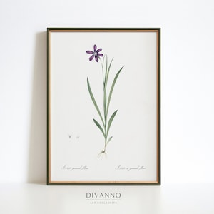 Stampa di fiori viola, Vintage Ixia Art Decor, Poster della scuola botanica, Decor di fiori blu-viola, Arte della parete floreale, Stampa giardino, Bloom Canvas
