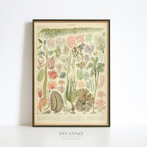 Impressão de algas antigas, arte de parede botânica de placa de livro, decoração de escola vintage, tela de gráfico de algas marinhas, arte de presente imprimível, decoração de casa de mar, digital