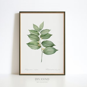 Tuin print, antieke Solomon's Seal Wall Art, botanische poster, Redoute Floral decor, vaste plant grafiek, Wildflower canvas, kunst cadeau