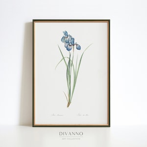 Antike blaue Iris Print, Wiese Kunst Dekor, Frühling Blumen Wandkunst, Garten Leinwand, Blumen Dekor, Vintage Schule botanisches Poster, minimalistisch