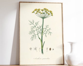 May include: A vintage botanical illustration of a fennel plant, *Anethum graveolens*, with yellow flowers and green leaves. The illustration includes a close-up of the flower, seed, and stem.