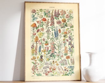 Vintage Flower Print, Adolphe Millot Illustration, Wall Art, Home Decor, Botanical Retro Art, Giclee Museum Poster, Natural History Poster