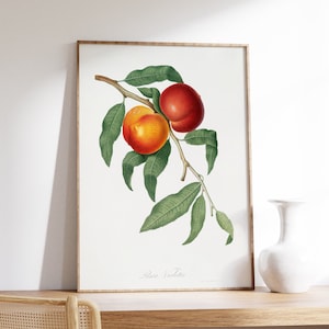 Cartel botánico vintage, cartel de frutas coloridas, impresión de nogal vintage, arte de pared de alimentos, decoración de cocina de arte, lienzo de árbol de frutas de jardín, regalo de arte