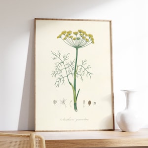 Tuin Dill Print, Antieke Aromatische Kruiden Wall Art, Botanische Vintage Poster, Floral Kitchen Decor, Plant Chart, Wildflower Canvas, Art Gift