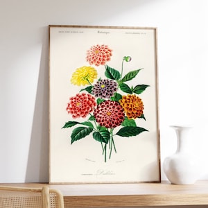 Pôster botânico Dahlia, impressão giclée Charles D&#39;Orbigny, arte de parede vintage, ilustração floral colorida, decoração de casa de flores, tela de berçário