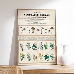 Gráfico botânico vintage, impressão educacional de cogumelo, pôster de planta venenosa, ilustração floral, arte de parede de escola natural, decoração de sala de aula