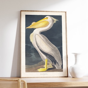 Impresión vintage, pelícano blanco, cartel de James Audobon, arte de la pared, decoración del hogar, arte de la vida silvestre, cartel del museo Giclee, cartel de pájaro antiguo, arte retro