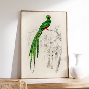 Cartel antiguo de pájaro verde, ilustración de fauna tropical, decoración de pared exótica, imagen retro de vida silvestre, cartel vintage de Giclee, dibujo de D'Orbigny