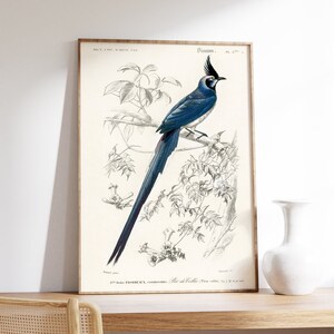 Cartel de pájaro azul antiguo, ilustración de fauna tropical, arte de pared exótico, decoración del hogar de vida silvestre retro, cartel vintage de Giclee, dibujo D'Orbigny