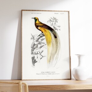 Cartel antiguo de aves Paradisaea, ilustración de fauna tropical, arte de pared exótico, decoración retro del hogar de vida silvestre, impresión Giclee, dibujo de D'Orbigny