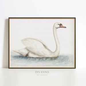 Antique Swan Watercolor Print, Vintage Nursery Wall Decor, Bird Pond Wall Art, Farmhouse Decor, Lake Swan Drawing, Housewarming Print Gift