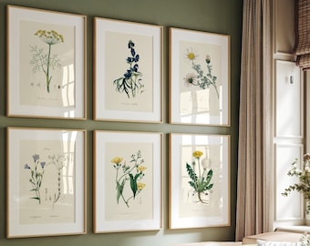 Set of 6 Vintage Herbs Prints, Antique Botanical Posters, Floral Wall Art, Plant Lover Gift Print, Flower Gallery Art, Kitchen Art Decor