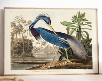 Antique Bird Print, Vintage Blue Heron, Tropical Fauna Illustration, Exotic Wall Art, Retro Wildlife Home Decor, James Audubon Drawing