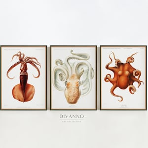 Conjunto de animales marinos de 3 impresiones, carteles de vida marina vintage, pared de galería náutica, decoración del hogar del baño, lienzo de biología, arte de pulpo y calamar