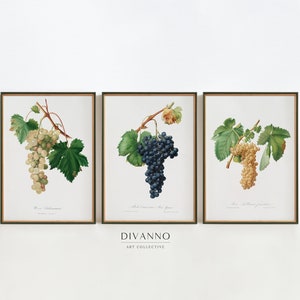 Set of 3 Vine Posters, Vintage Wine Wall Art, Grapes Gallery, Antique Garden Prints, Italian Fruit Canvas, Botanical Art, Kitchen Wall Decor