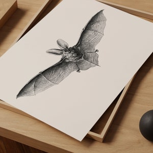 May include: A black and white illustration of a bat with its wings spread out. The bat is drawn in a detailed and realistic style.