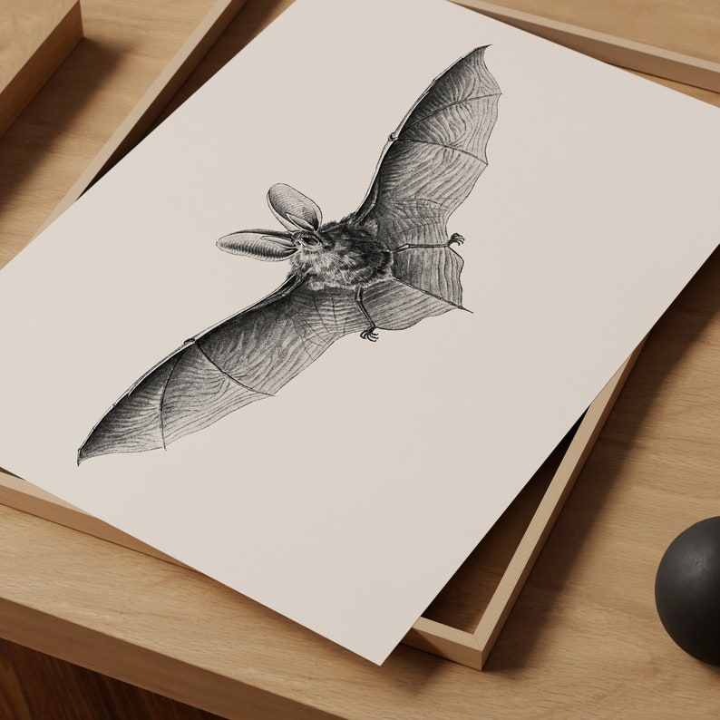 May include: A black and white illustration of a bat with its wings spread out. The bat is drawn in a detailed and realistic style.