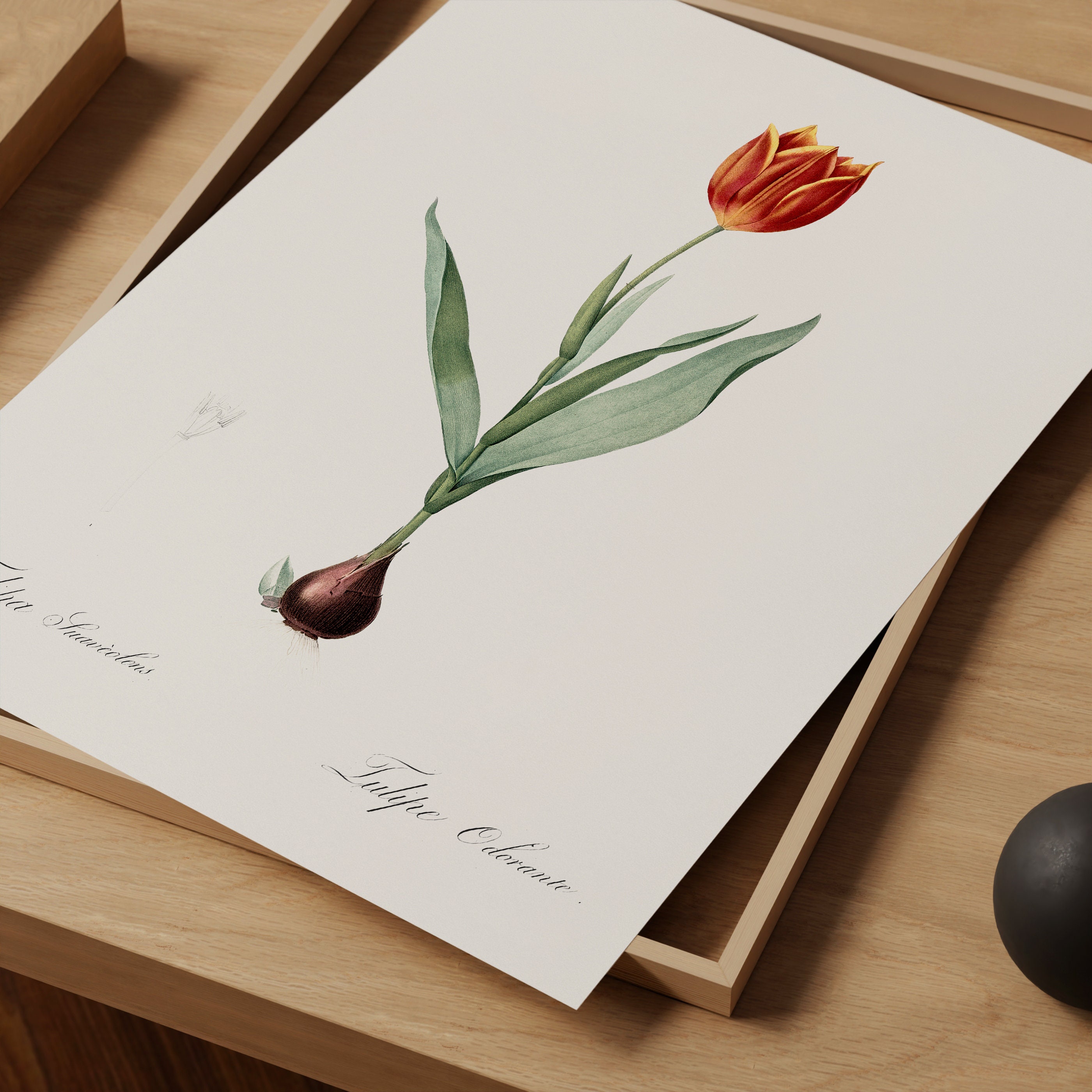 Vintage Red Tulip Poster, Floral Wall Art, Garden Print, Bloom Canvas ...