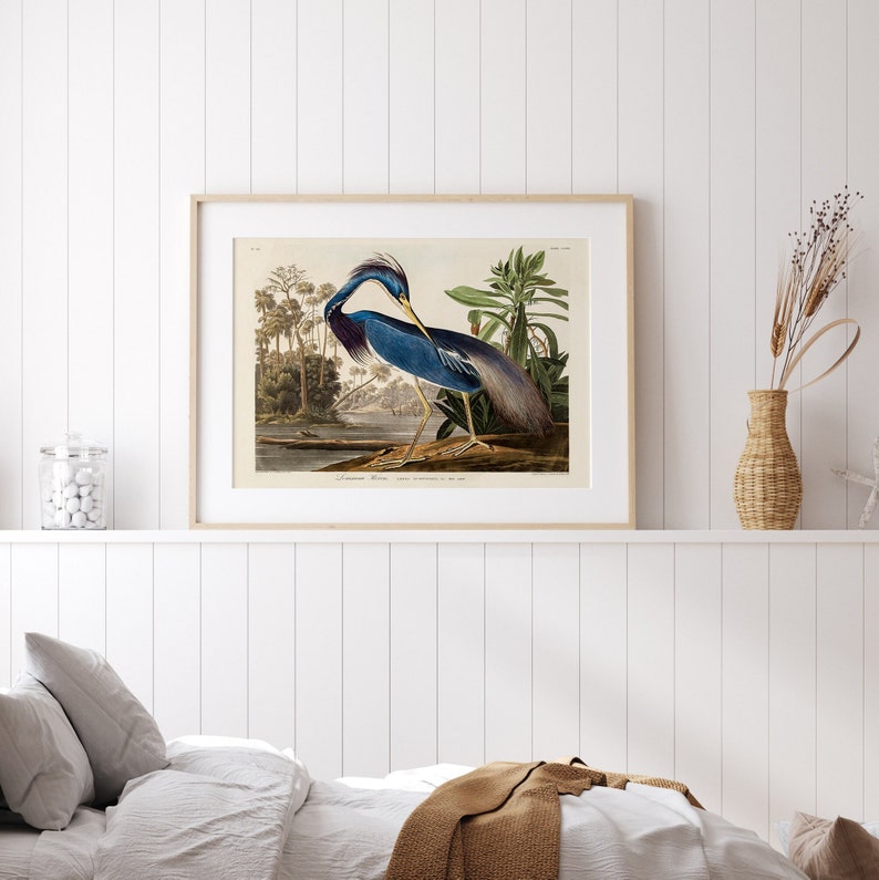 K&ouml;nnte beinhalten: Eine Vintage-Illustration eines blauen Reihers, der auf einem Ast in einer sumpfigen Umgebung steht. Der Vogel ist detailliert dargestellt mit seinen langen Beinen, dem scharfen Schnabel und dem blau-wei&szlig;en Gefieder. Die Illustration ist in einem hellen Holzrahmen gerahmt.