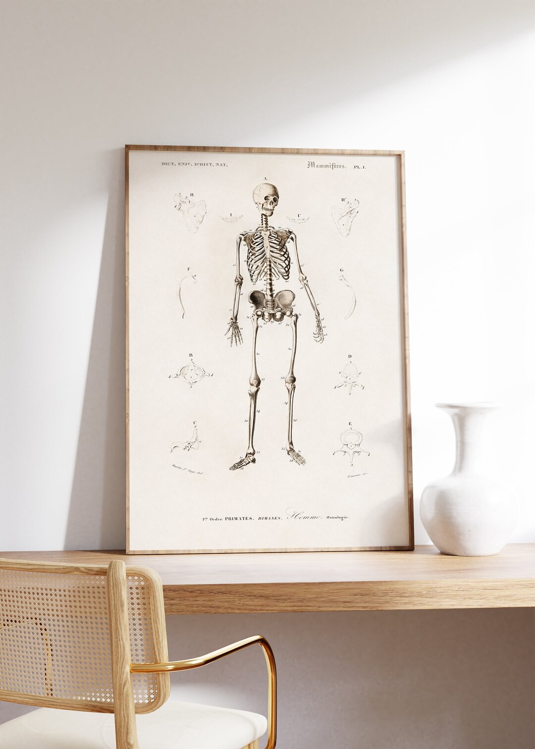 Human Skeleton Print, Anatomical Illustration, Charles D'orbigny Wall ...