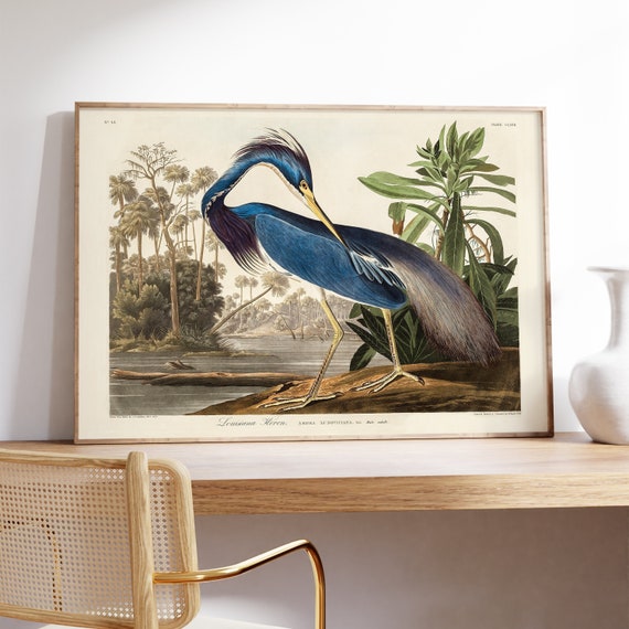 Antique Bird Print, Vintage Blue Heron, Tropical Fauna Illustration, Exotic Wall Art, Retro Wildlife Home Decor, James Audubon Drawing