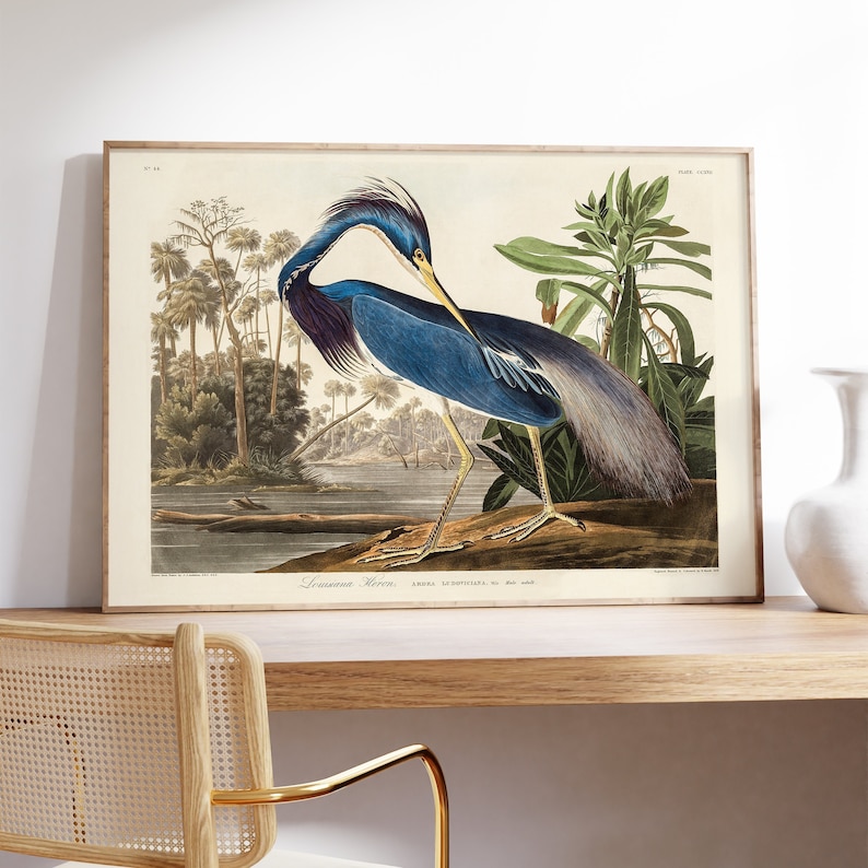 K&ouml;nnte beinhalten: Eine Vintage-Illustration eines Louisiana-Reihers, ein blauer und grauer Vogel mit langem Hals und langen Beinen, der auf einem Ast in einer sumpfigen Umgebung steht. Die Illustration stammt aus John James Audubons "Birds of America" und tr&auml;gt den Text "Louisiana Heron. Ardea Ludoviciana. No. 348."