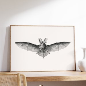 May include: A black and white illustration of a bat with its wings spread wide. The bat is in flight and its head is facing forward. The illustration is framed in a light wood frame and is hanging on a white wall.