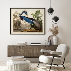 K&ouml;nnte beinhalten: Eine gerahmte Vintage-Illustration eines blauen Reihers, der auf einem Ast in einer sumpfigen Umgebung steht. Die Illustration ist in einem schwarzen Rahmen und hat einen wei&szlig;en Hintergrund. Der Reiher ist nach links gerichtet und hat einen langen, schlanken Hals und einen langen, spitzen Schnabel. Die Illustration tr&auml;gt den Titel "Louisiana Heron, Ardea Ludoviciana, in its native state."