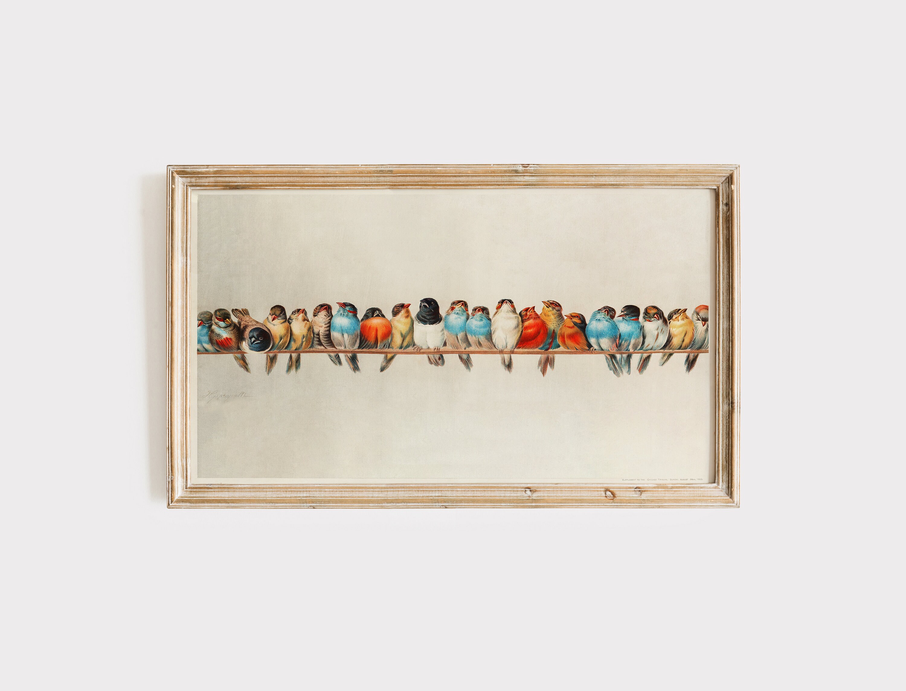 Antique Bird Print, Vintage Perch of Birds, Colorful Feathers Canvas ...