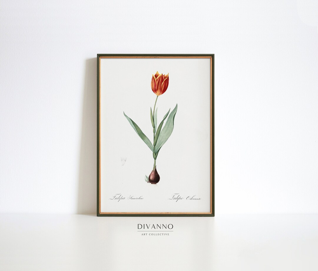 Vintage Red Tulip Poster, Floral Wall Art, Garden Print, Bloom Canvas ...
