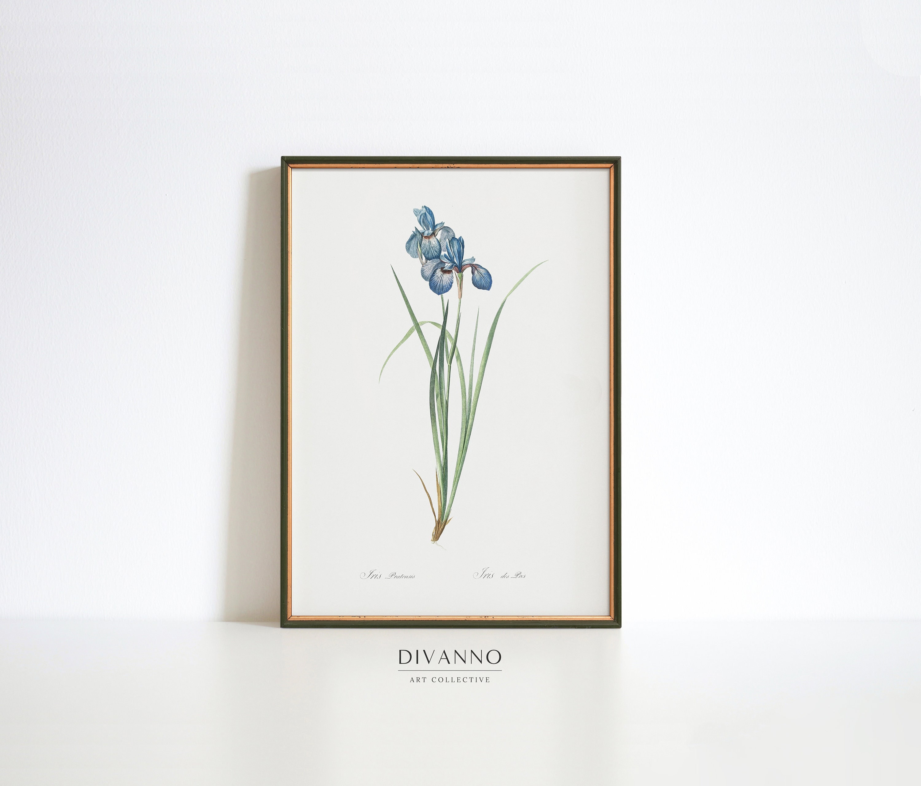 Antique Blue Iris Print, Meadow Art Decor, Spring Floral Wall Art, Garden Canvas, Flower Decor, Vintage School Botanical Poster, Minimalist