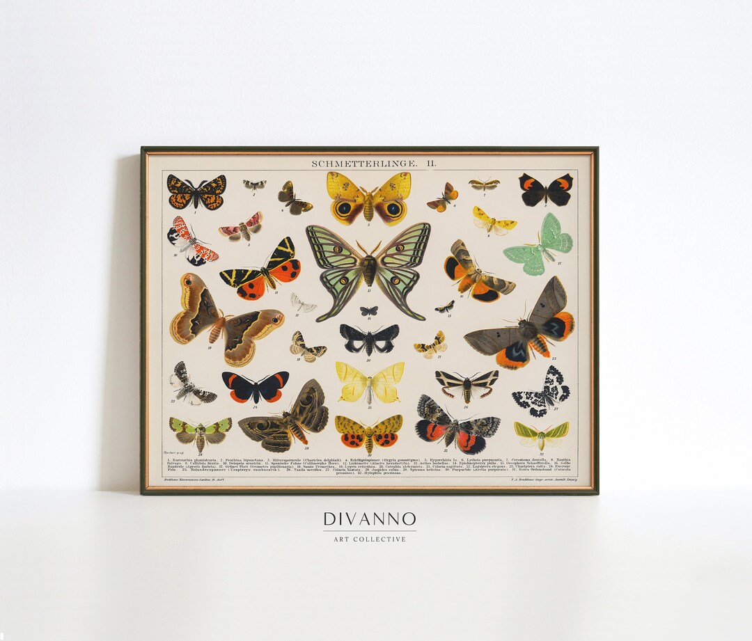 Antique Butterfly and Moth Print, Butterflies Wall Art, Classroom Decor ...